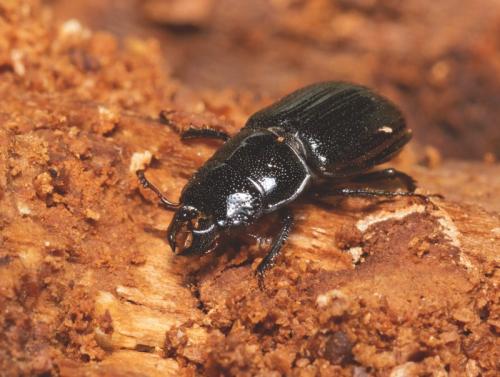 Réf. 87 570 : Ceruchus chrysomelinus