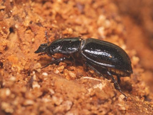 Ceruchus chrysomelinus