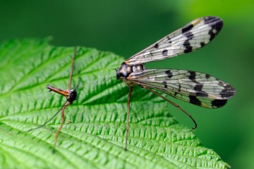 Panorpa communis