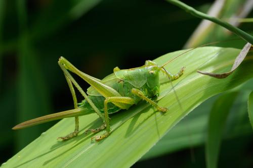Réf. 87 049 : Tettigonia viridissima