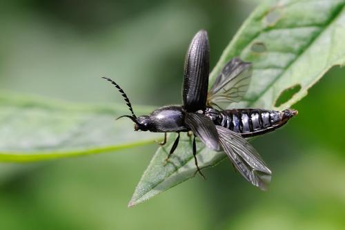 Réf. 87 031 : Hemicrepidius sp.