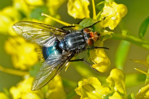 Cynomya mortuorum