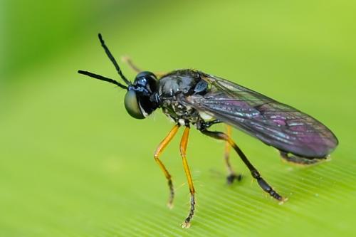 Dioctria longicornis