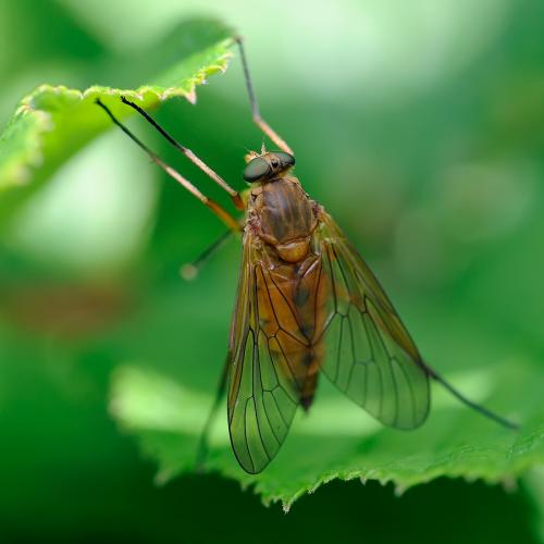 Rhagio tringarius