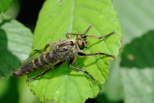 Machimus sp.