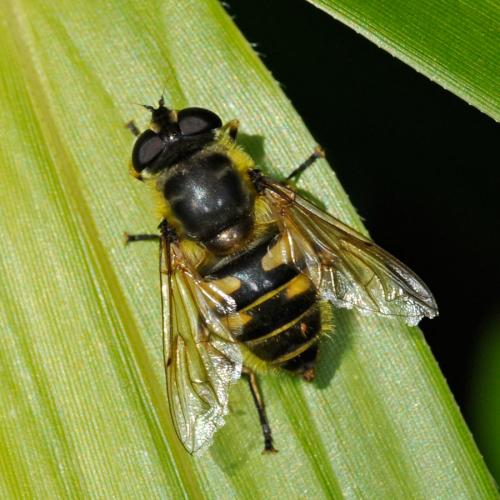 Réf. 87 281 : Myathropa florea