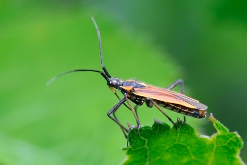 Leptopterna dolabrata