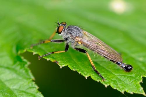 Neoitamus cyanurus
