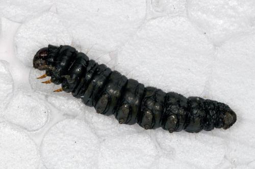 Réf. 87 913 : Aglossa caprealis