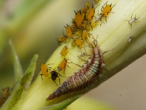 Réf. 87 416 : Chrysoperla lucasina