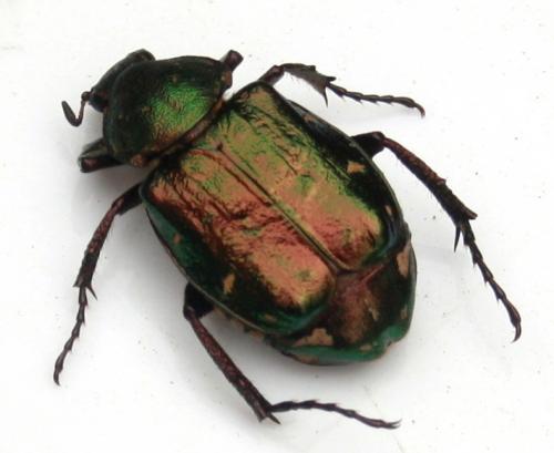 Gnorimus nobilis
