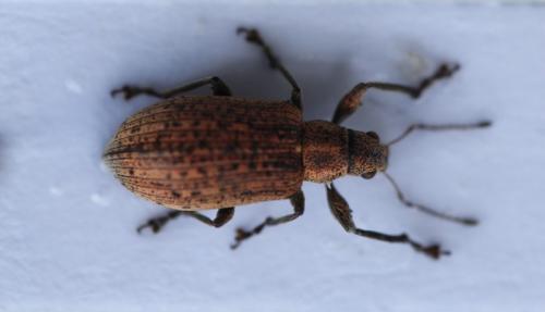 Réf. 87 517 : Polydrusus cervinus