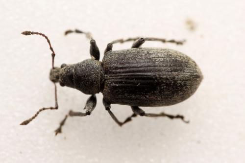 Phyllobius pomaceus