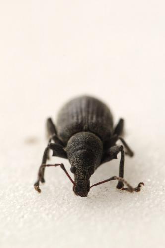 Réf. 87 766 : Phyllobius pomaceus