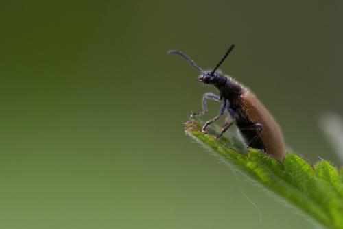 Réf. 87 789 : Lagria sp.