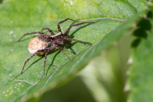 Pardosa sp.