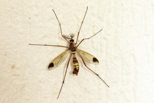 Réf. 87 027 : Ctenophora ornata