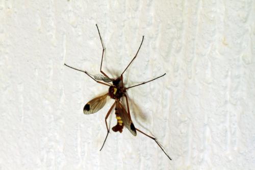 Réf. 87 028 : Ctenophora ornata
