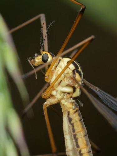 Nephrotoma cornicina