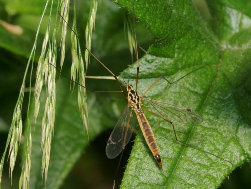 Nephrotoma cornicina
