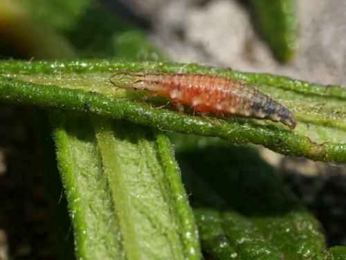 Réf. 87 414 : Chrysoperla lucasina