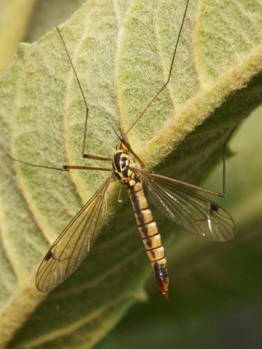 Nephrotoma guestfalica