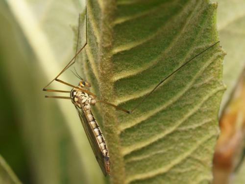 Nephrotoma guestfalica