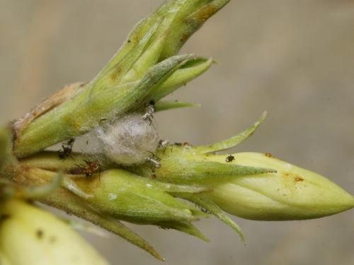 Chrysoperla lucasina