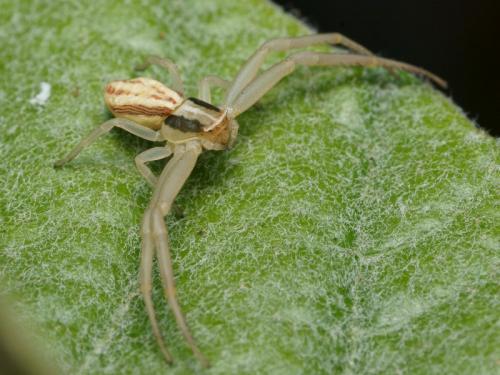 Réf. 87 744 : Runcinia grammica
