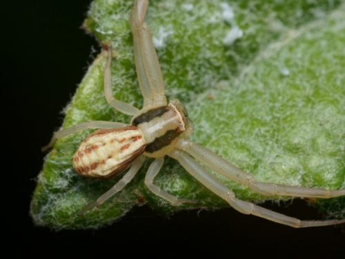 Réf. 87 745 : Runcinia grammica