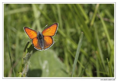 Réf. 87 400 : Lycaena hippothoe