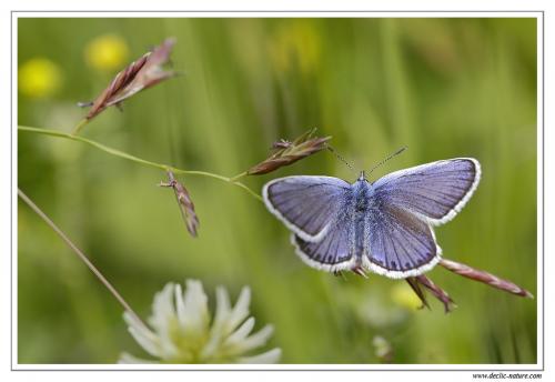 Réf. 87 450 : Plebejus sp.