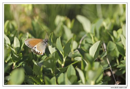 Réf. 87 793 : Coenonympha gardetta
