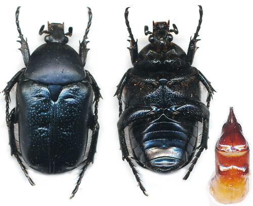 Réf. 87 468 : Aethiessa albocincta merkli
