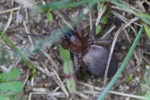 Drassodes sp.