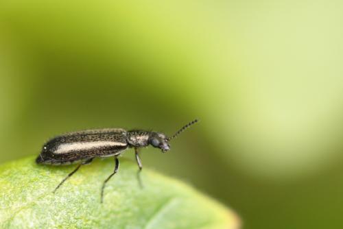 Dasytes sp.
