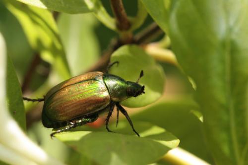 Réf. 87 532 : Anomala dubia