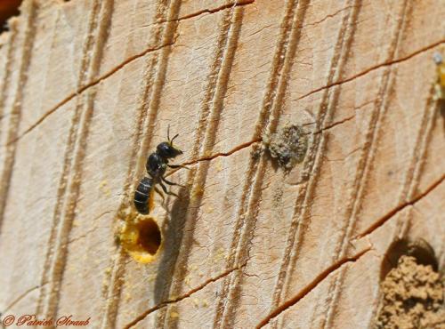 Heriades sp.
