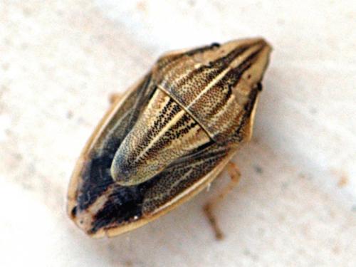 Réf. 87 959 : Aelia acuminata