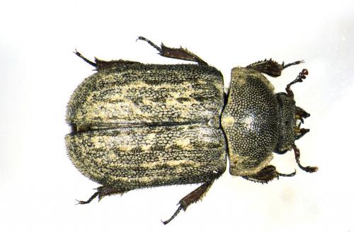 Aesalus scarabaeoides