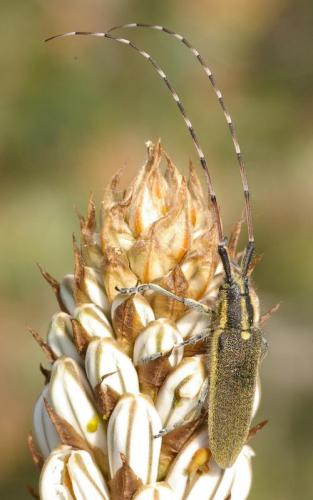 Agapanthia asphodeli