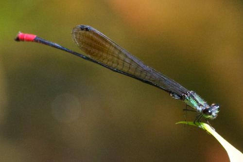 Oxyagrion egleri
