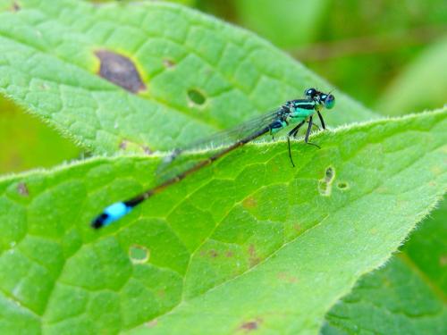 Ischnura elegans