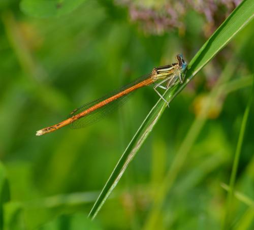 Réf. 87 506 : Platycnemis acutipennis