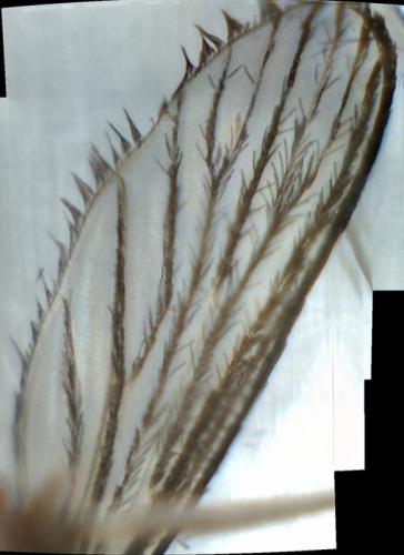 Réf. 87 488 : Aedes vexans