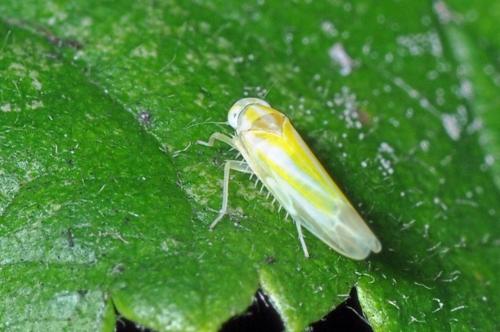 Alebra coryli