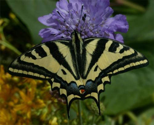 Papilio alexanor