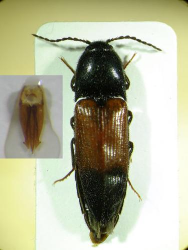 Ampedus balteatus