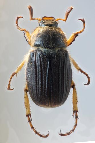 Réf. 87 663 : Amphimallon pygiale