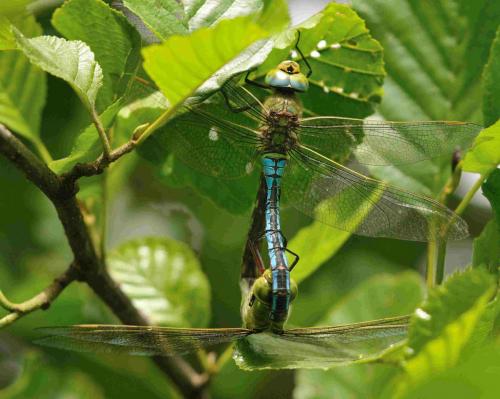 Anax imperator